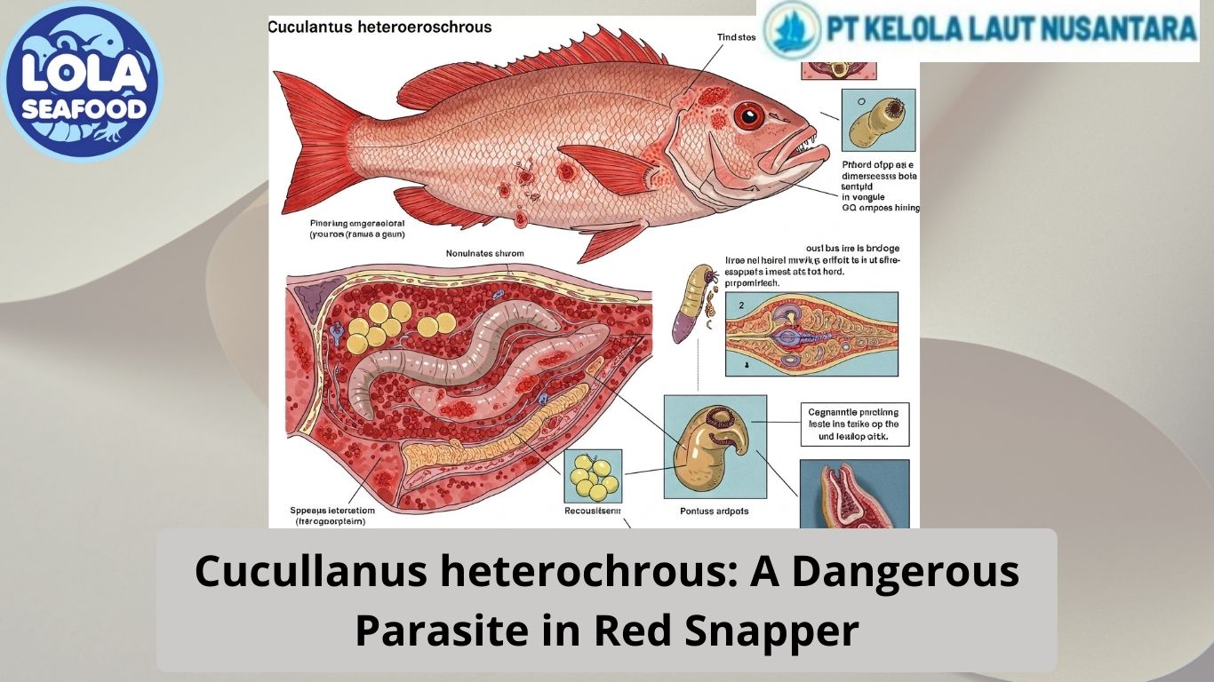 Cucullanus heterochrous: A Dangerous Parasite in Red Snapper